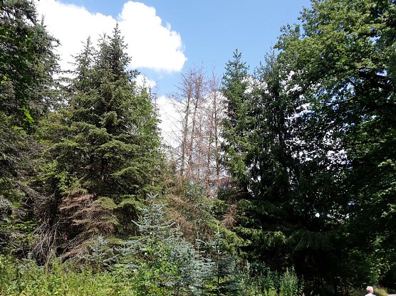 In der Windleite unterwegs (Foto: Karl-Heinz Herrmann)