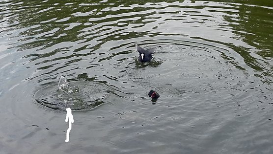 Nachwuchs am Parkteich (Foto: privat)