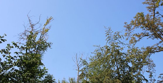 Impressionen vom Blutbuchenfest (Foto: Karl-Heinz Herrmann)