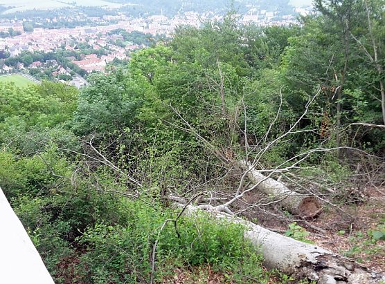 Sicherungsarbeiten durch Th&uuml;ringenForst (Foto: Karl-Heinz Herrmann)