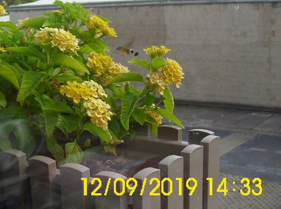 Uns unbekanntes Flug-Insekt am Mandelr&ouml;schen (Foto: Thomas Leipold)