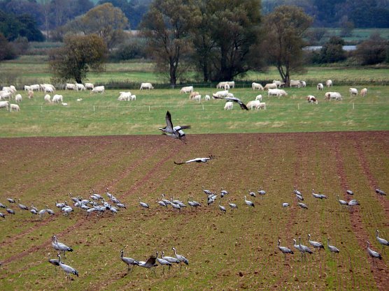Rastende Kraniche im S&uuml;dharz (Foto: Pressestelle Landratsamt Nordhausen)