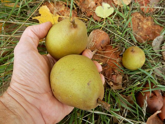 Die Birnen verfaulen auf unseren Bäumen (Foto: Andreas Zeidler) Die Birnen verfaulen auf unseren Bäumen (Foto: Andreas Zeidler)
