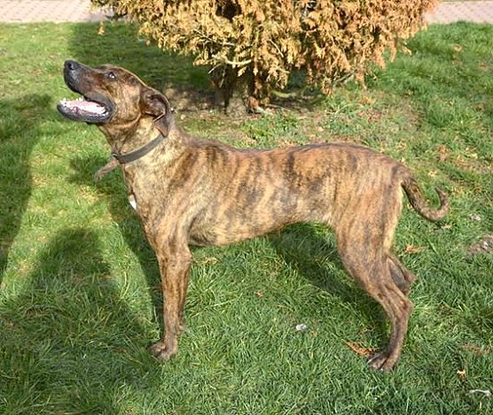 Tierheim (Foto: Tierheim)