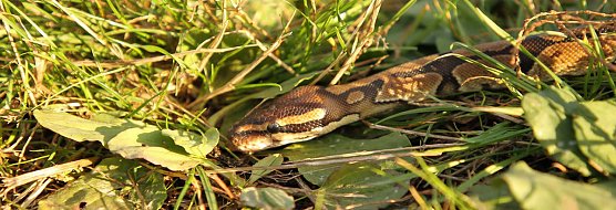 Schlange entdeckt (Foto: Silvio Dietzel) Schlange entdeckt (Foto: Silvio Dietzel)