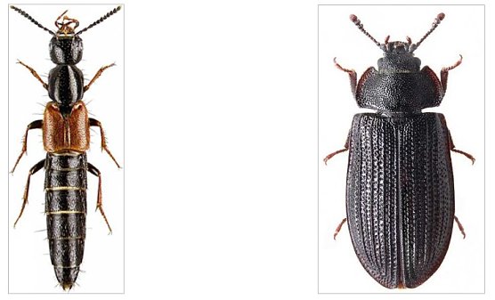 Hohe Schrecke: 5 weitere Urwaldreliktarten gefunden (Foto: A, Weigel)