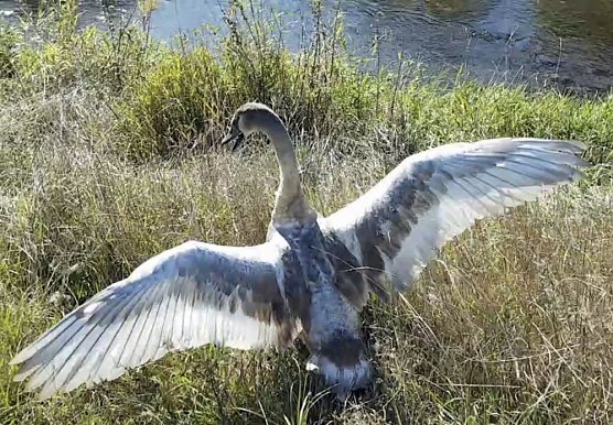 Erneut Schwan in Nöten (Foto: Silvio Dietzel) Erneut Schwan in Nöten (Foto: Silvio Dietzel)