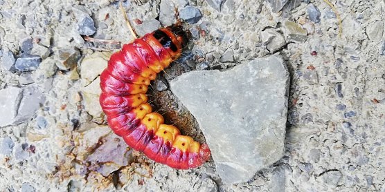 Raupe (Foto: Monika Hause) Raupe (Foto: Monika Hause)