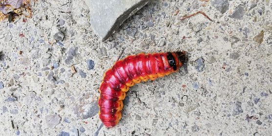 Raupe (Foto: Monika Hause) Raupe (Foto: Monika Hause)