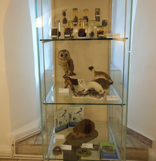 Fledermäuse Geheimnisvolle Jäger der Nacht (Foto: Regionalmuseum Bad Frankenhausen) Fledermäuse Geheimnisvolle Jäger der Nacht (Foto: Regionalmuseum Bad Frankenhausen)