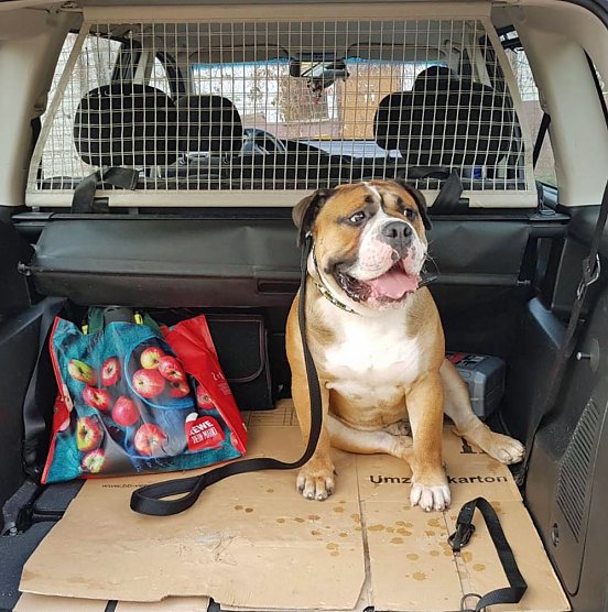 Hund besch&uuml;tzte Herrchen (Foto: Silvio Dietzel)