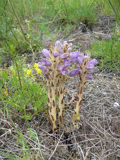 Wieder Pflegetag (Foto: J. Pusch) Wieder Pflegetag (Foto: J. Pusch)