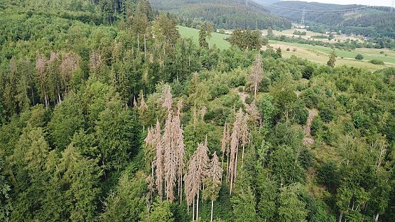 Die Borkenk&auml;fersaison 2019 � R&uuml;ck- und Ausblick (Foto: Th&uuml;ringenForst)