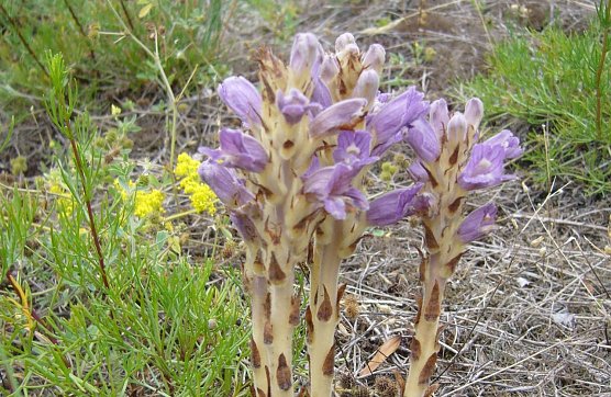 Sand-Sommerwurz (Foto: J. Pusch)