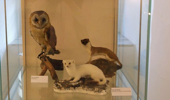 Ausstellungsende am Sonntag (Foto: Regionalmuseum Bad Frankenhausen)