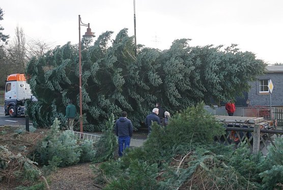 Deutschlands prominentester Weihnachtsbaum kommt wieder aus Thüringen (Foto: ThüringenForst) Deutschlands prominentester Weihnachtsbaum kommt wieder aus Thüringen (Foto: ThüringenForst)