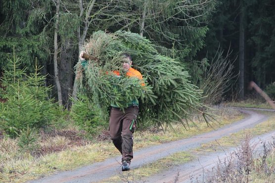 Tipps vom F&ouml;rster rund um den Weihnachtsbaum (Foto: Th&uuml;ringenForst)