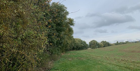 Wetter (Foto: oas) Wetter (Foto: oas)