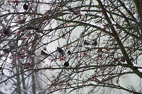 Im Vogejbeerbaum (Foto: Hans-J&uuml;rgen Schmidt)