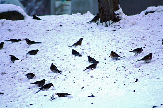 Im Vogejbeerbaum (Foto: Hans-J&uuml;rgen Schmidt)