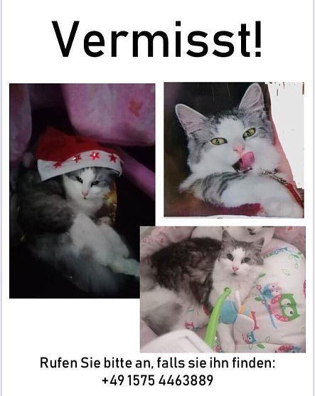 Dieser Kater wird vermisst. (Foto: privat) Dieser Kater wird vermisst. (Foto: privat)