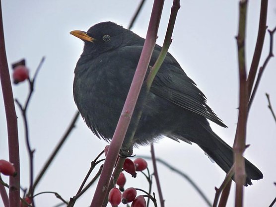 Amsel im Hagebuttenbusch (Foto: Karl-Heinz Herrmann)