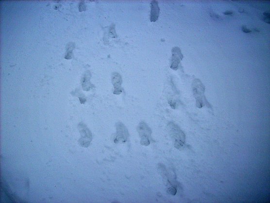 Spuren im Schnee (Foto: Karl-Heinz Herrmann)