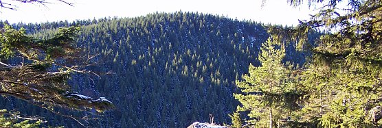 So trotzen B&auml;ume den frostigen Wintertagen (Foto: Th&uuml;ringenForst)