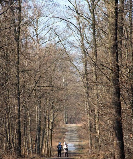 Verkraftet der Wald milde Winter? (Foto: Th&uuml;ringenForst)