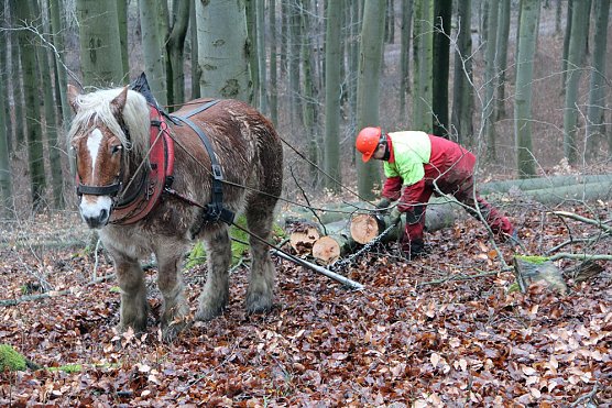 Milde Wintertage erschweren Holzernte (Foto: Th&uuml;ringenForst)