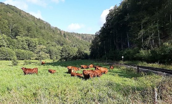 Natura 2000-Station erh&auml;lt wertvolle Lebensr&auml;ume (Foto: Natura 2000-Station S&uuml;dharz/Kyffh&auml;user)