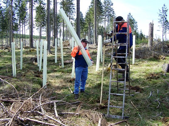 Th&uuml;ringenForst pflanzte 2019 knapp 750.000 B&auml;ume (Foto: Horst Spro&szlig;mann)