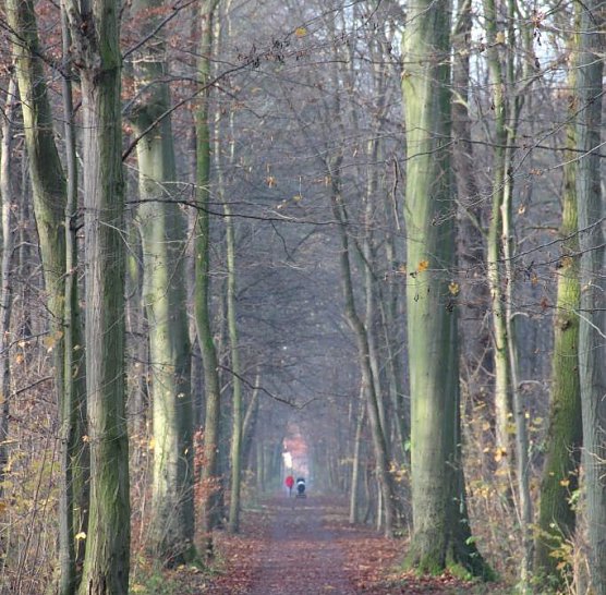 Wald � Zufluchtsort ohne Corona-Angst (Foto: Th&uuml;ringenForst)