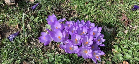 krokus (Foto: oas)