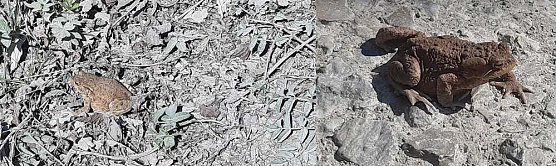 Schlechte Karten f&uuml;r die Kr&ouml;ten (Foto: Karl-Heinz Herrmann)