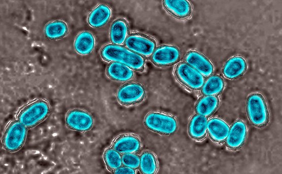 Erreger (Foto: &copy; řour Photo Today / Cavallini James)