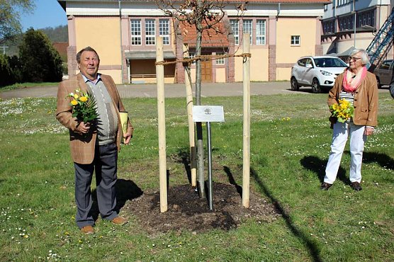 Blutbuche gepflanzt (Foto: Karl-Heinz Herrmann)