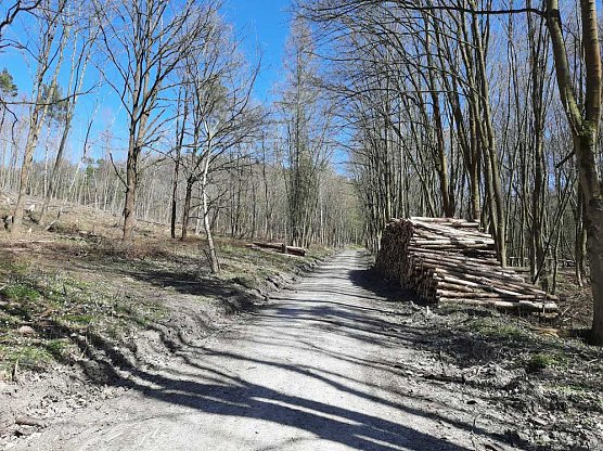 Aufforstung im Br&uuml;ckental (Foto: Karl-Heinz Herrmann)