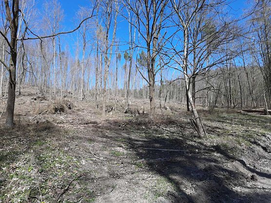 Aufforstung im Br&uuml;ckental (Foto: Karl-Heinz Herrmann)