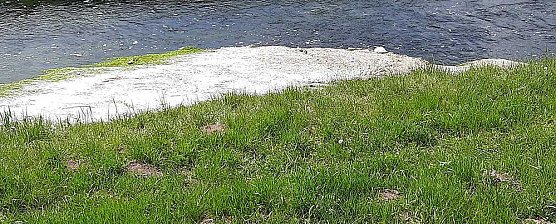 Harmlose Erscheinung (Foto: Karl-Heinz Herrmann)