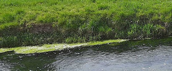 Harmlose Erscheinung (Foto: Karl-Heinz Herrmann)