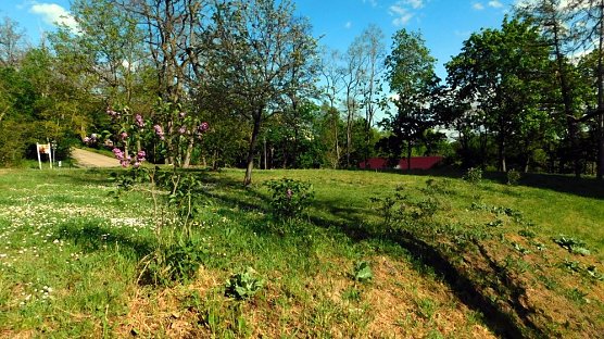 10 + 1 + noch mehr 2018 gepflanzte Fliederb&uuml;sche zeigen ihre Bl&uuml;tenpracht (Foto: Peter Zimmer)