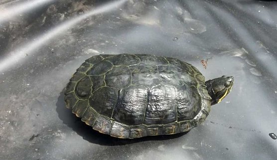 Schildkr&ouml;te wieder aufgetaucht (Foto: Silvio Dietzel)