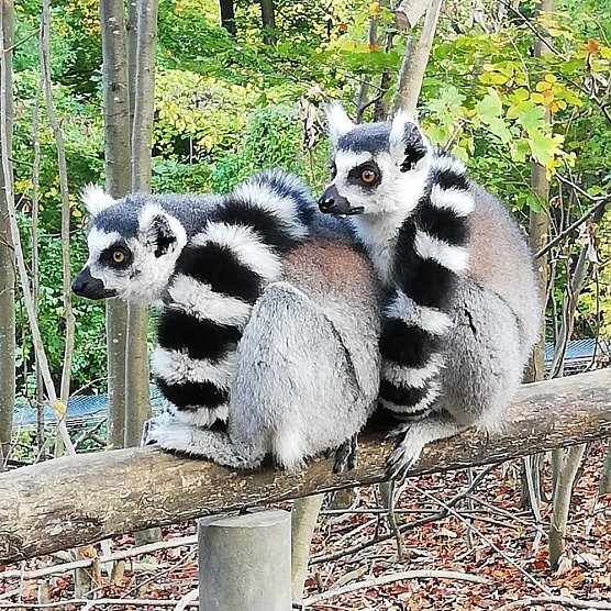 Unternehmen und Corona (Foto: privat)