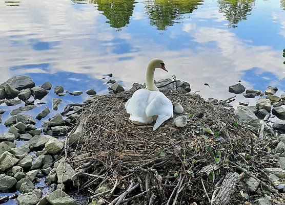 Schlossteich wird bef&uuml;llt (Foto: Karl-Heinz Herrmann)