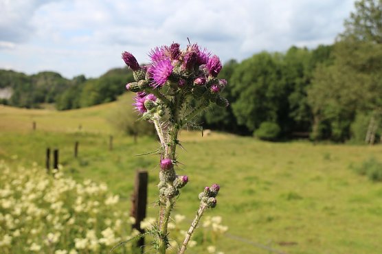 Wetterbild (Foto: agl)