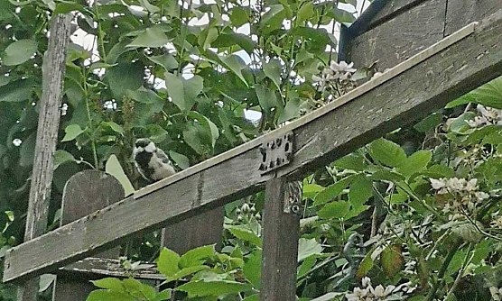 Geschichten &uuml;ber �n Gartenzaun,.. (Foto: Thomas Leipold)