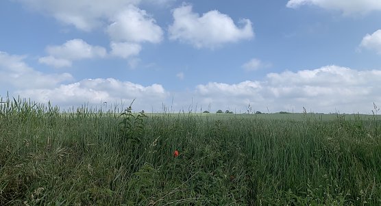 Windl&uuml;cke Nordhausen (Foto: oas)