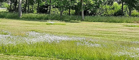 Mehr f&uuml;r Insekten tun: Bl&uuml;hwiesen (Foto: Karl-Heinz Herrmann)