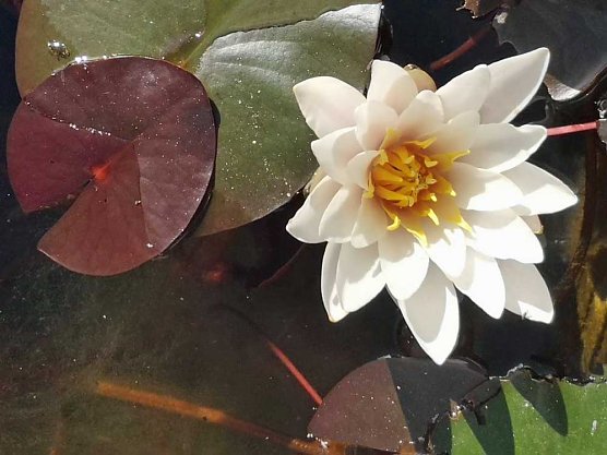 Neue Geschichten &uuml;bern Gartenzaun (Foto: Thomas Leipold)
